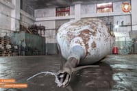 Миниатюра 4