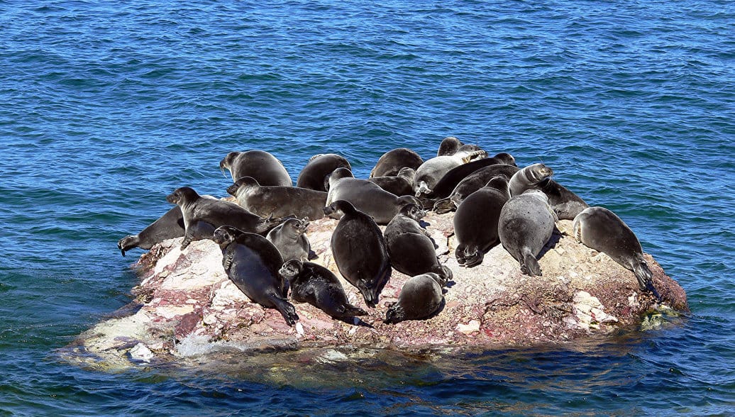 На Байкале за неделю погибли почти 150 нерп. Власти назвали случившееся «инфекционным заболеванием»