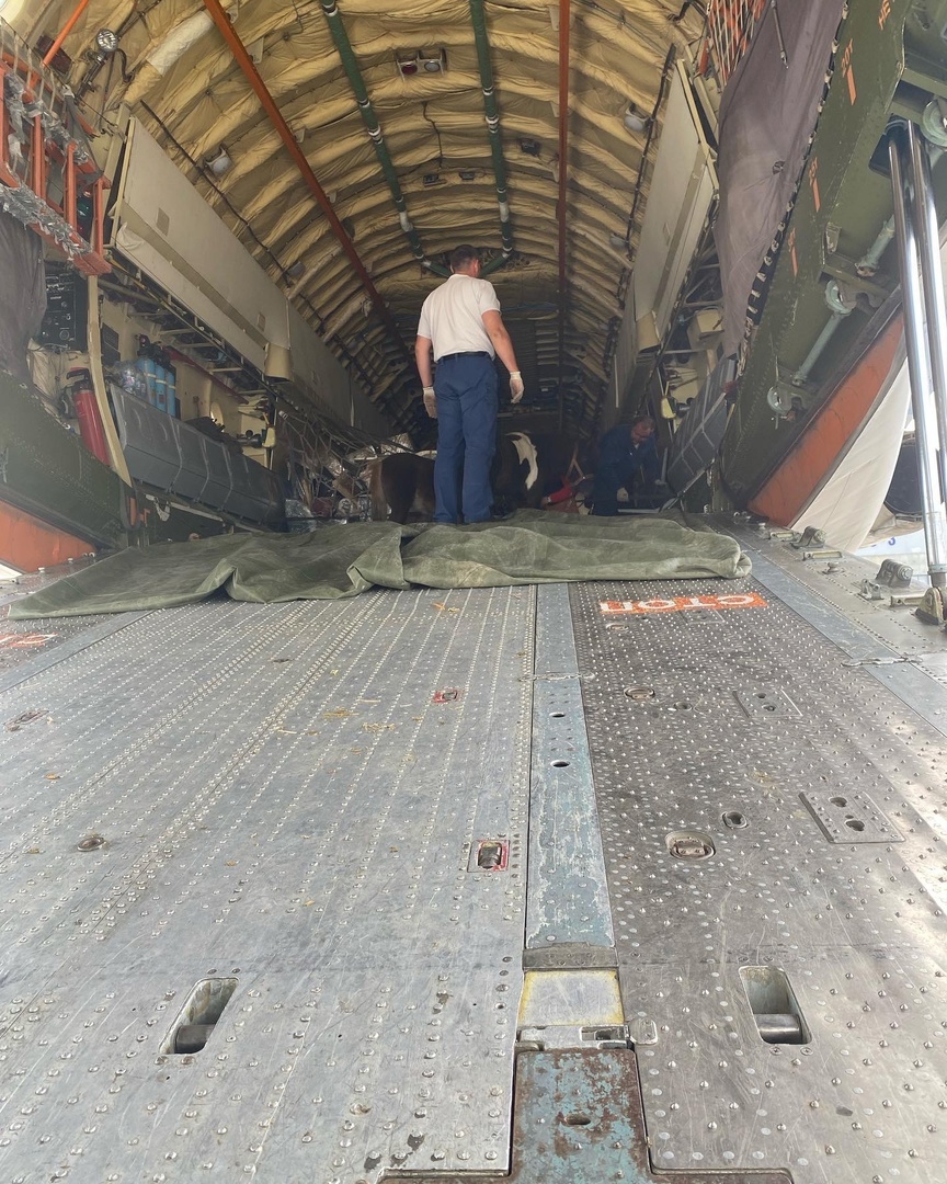 Пони после прибытия в Пулково